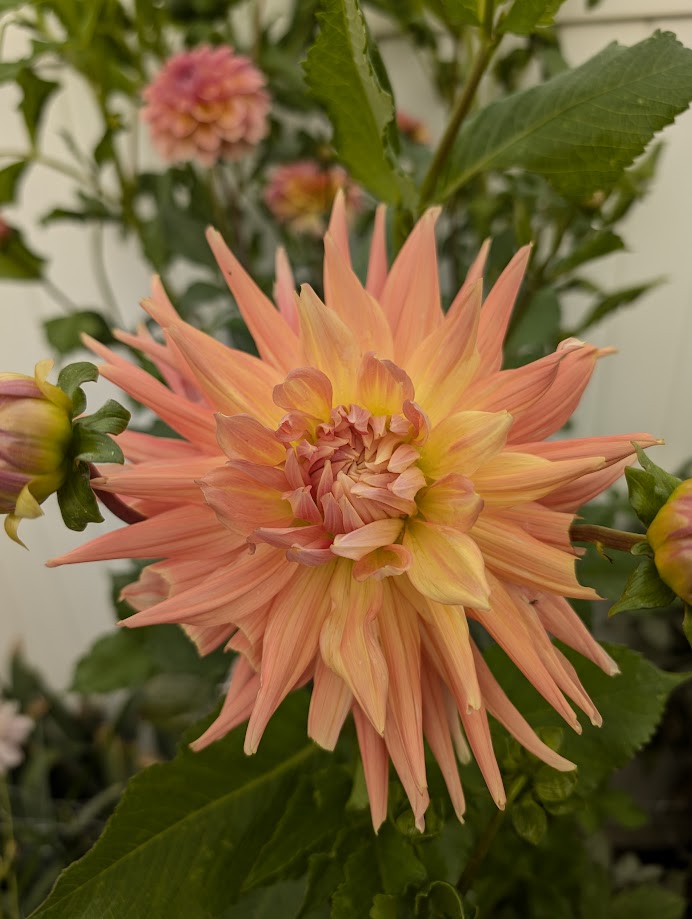 AC Ben dahlia