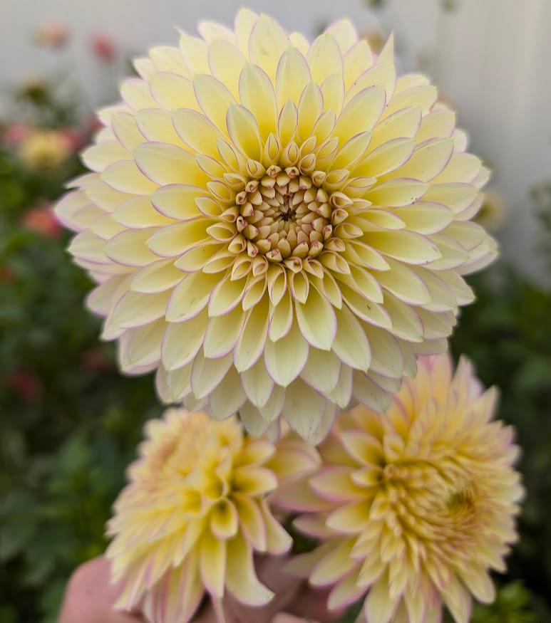 Bloomquist Blush dahlia
