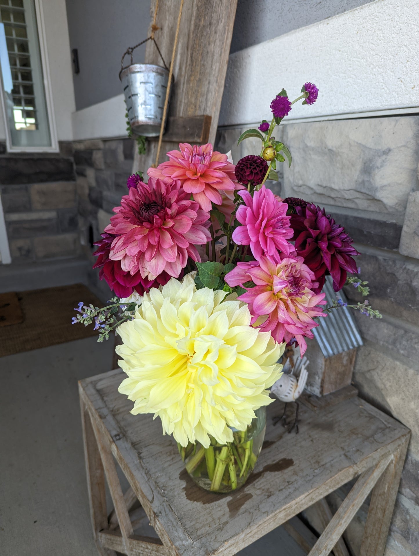 Bacardi dahlia