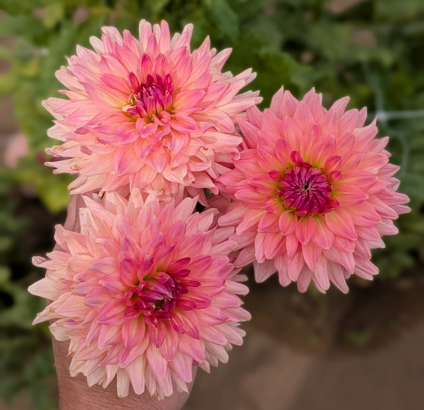 Bristol Karma dahlia