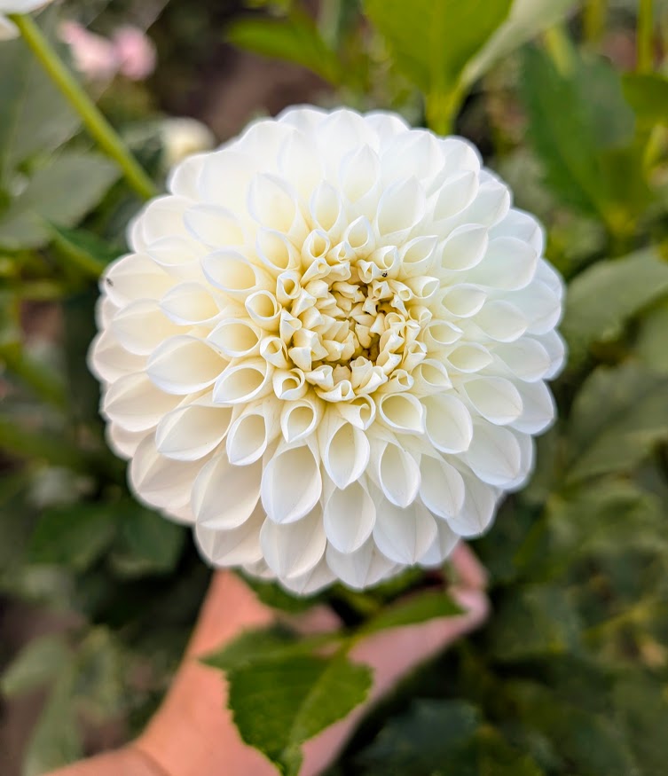 Brookside Snowball dahlia