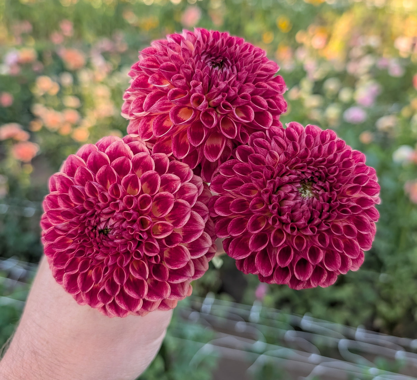 Camano Mordor dahlia