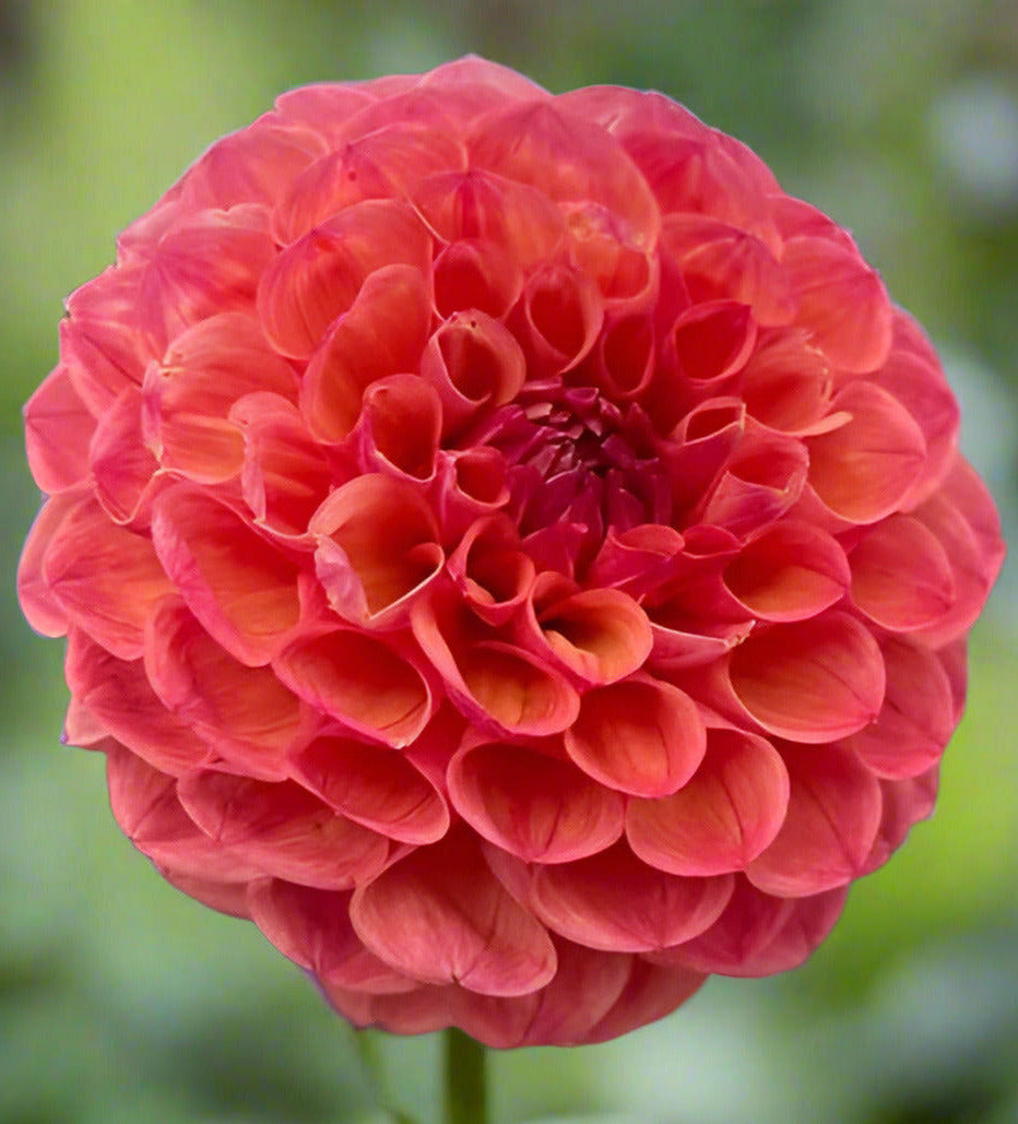 Cecil dahlia