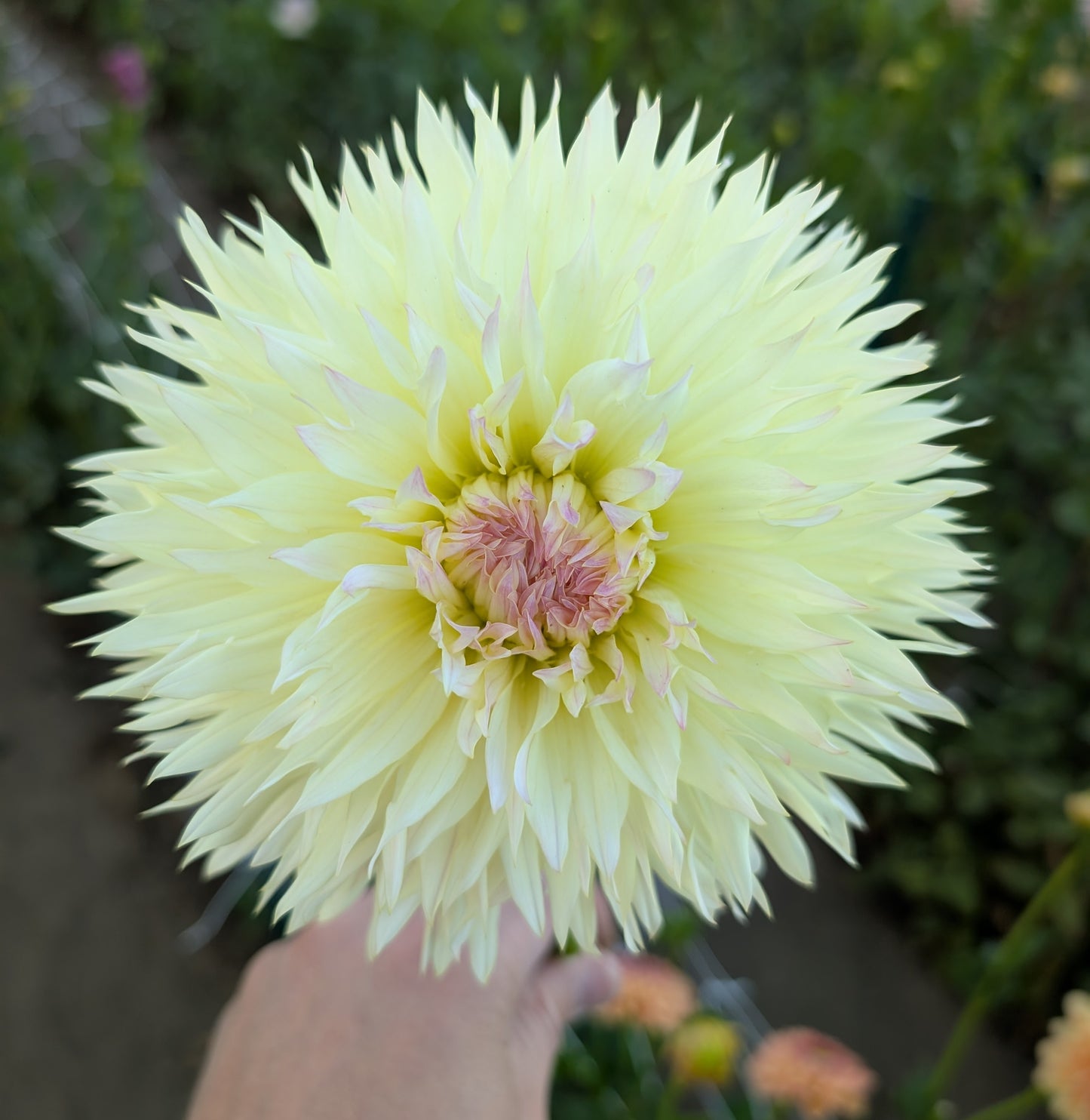 Citron Du Cap dahlia