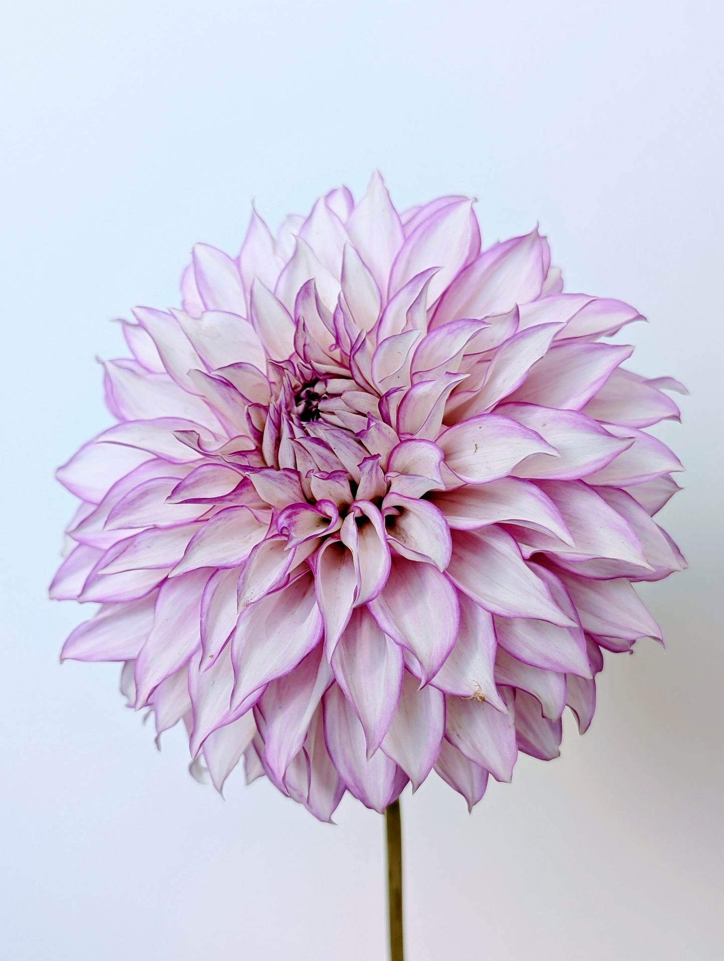 Clearview Debbie dahlia tuber