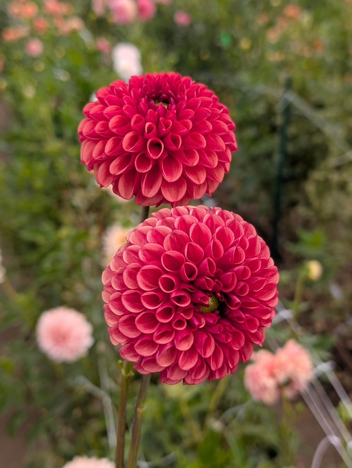 Copper Boy dahlia