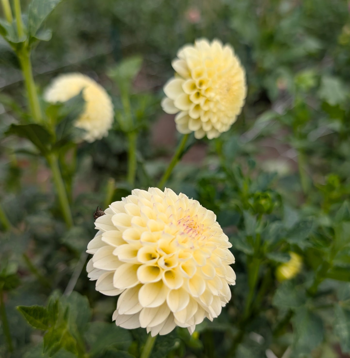 Creamy dahlia