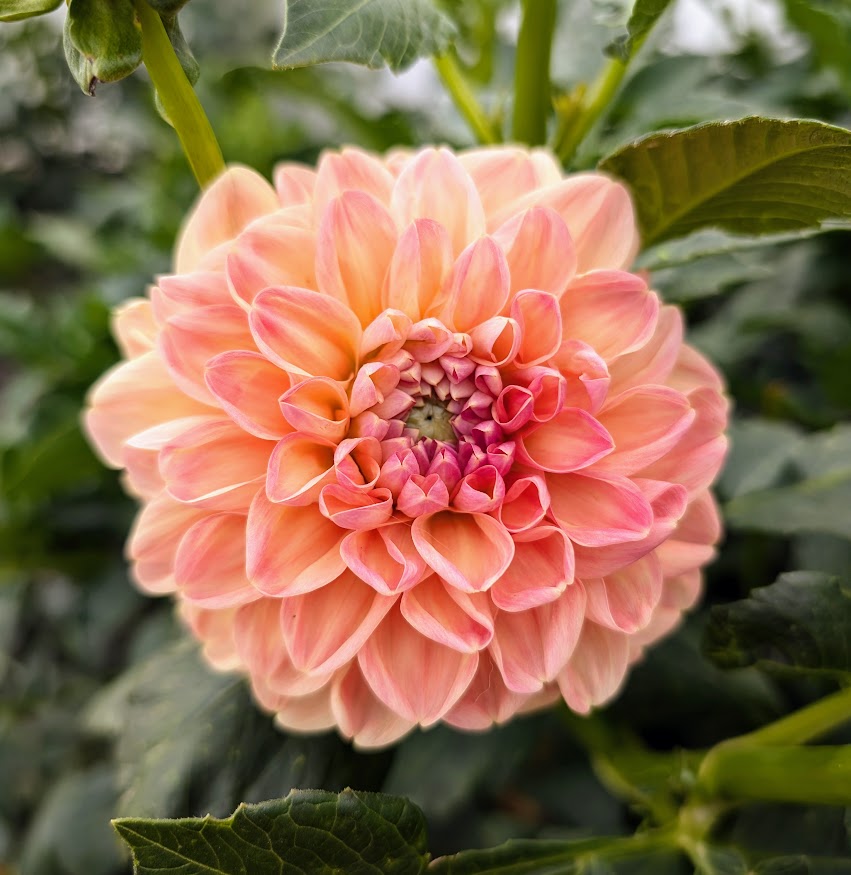 Crichton Honey dahlia