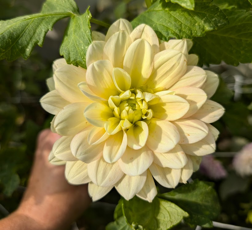 Day Dreamer dahlia