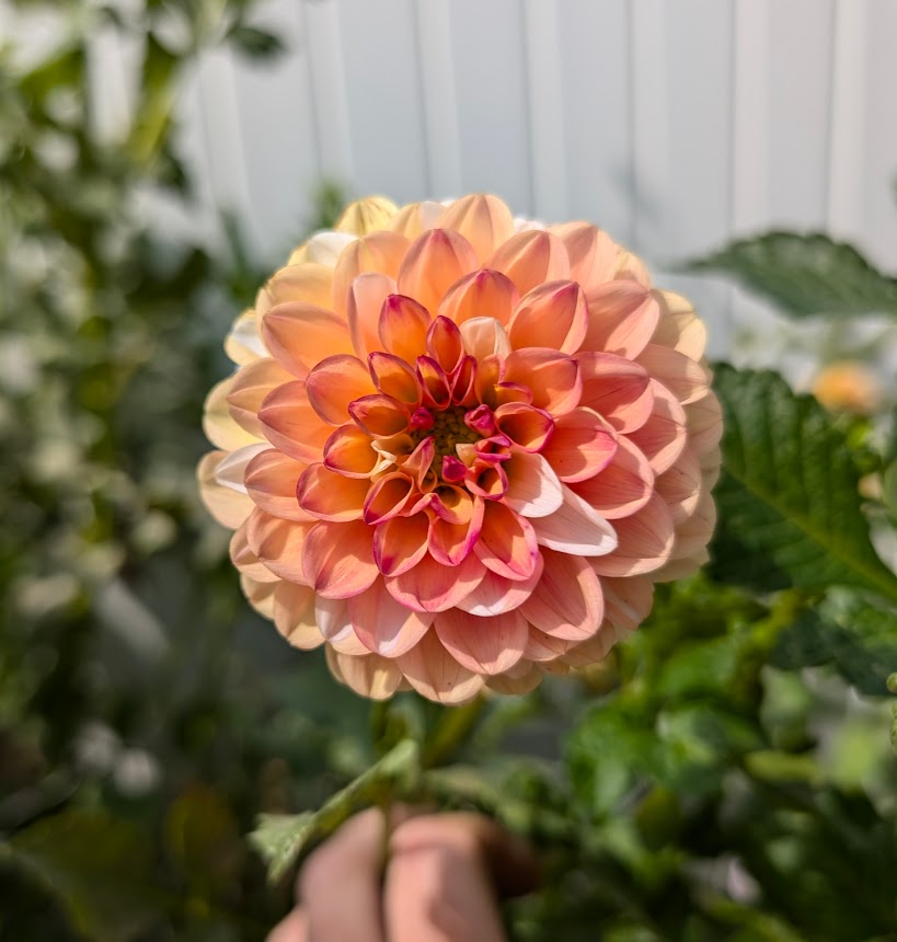 Double Jill dahlia
