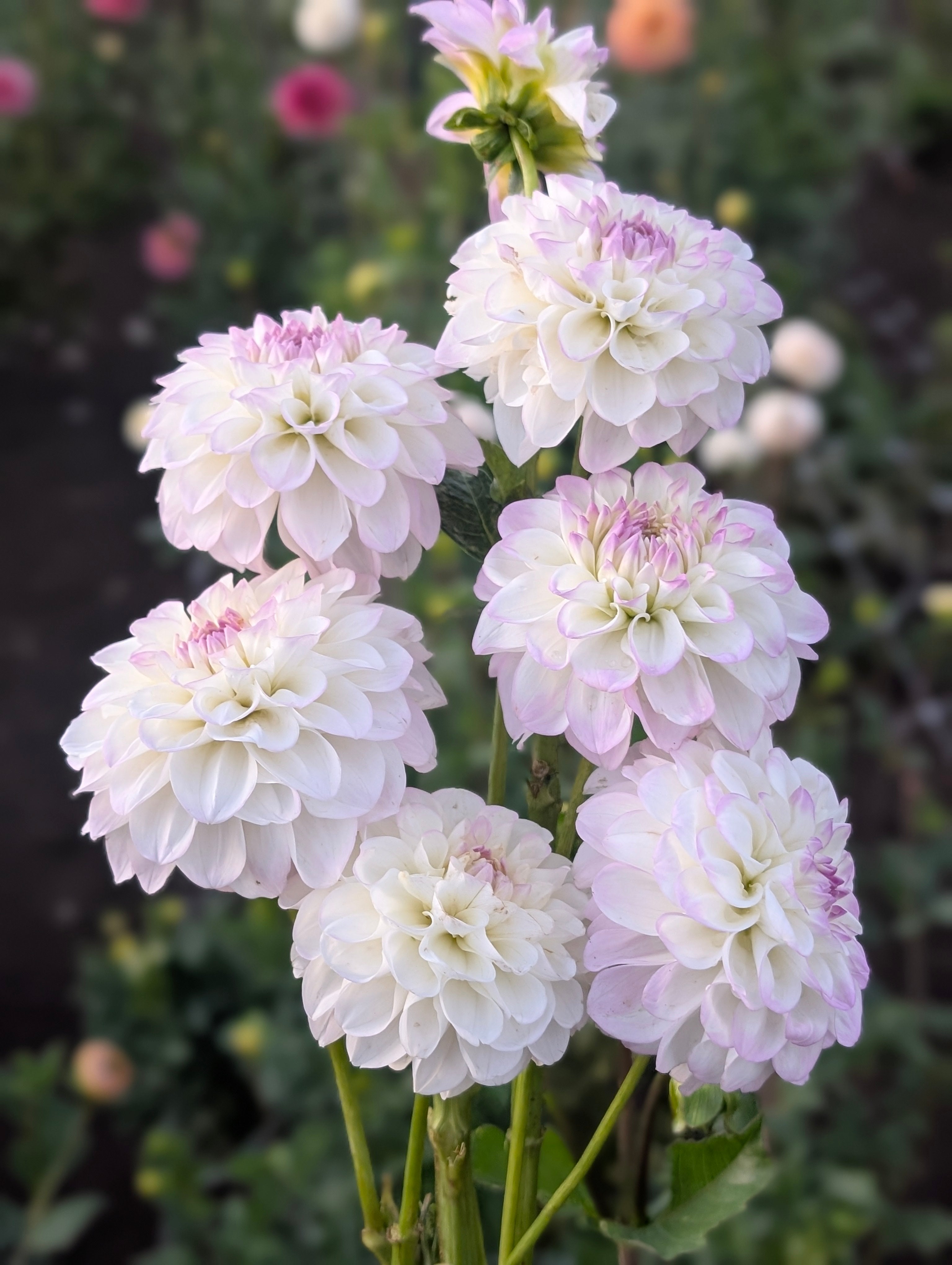 Eveline_2_Vineyard_Blooms.jpg?