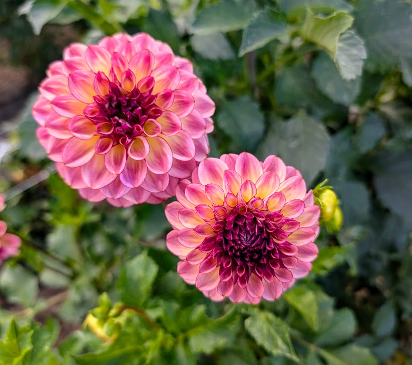 Ferncliff Thunder dahlia