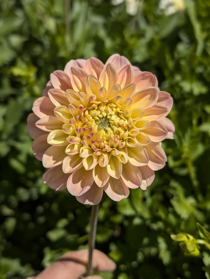 French Doll dahlia