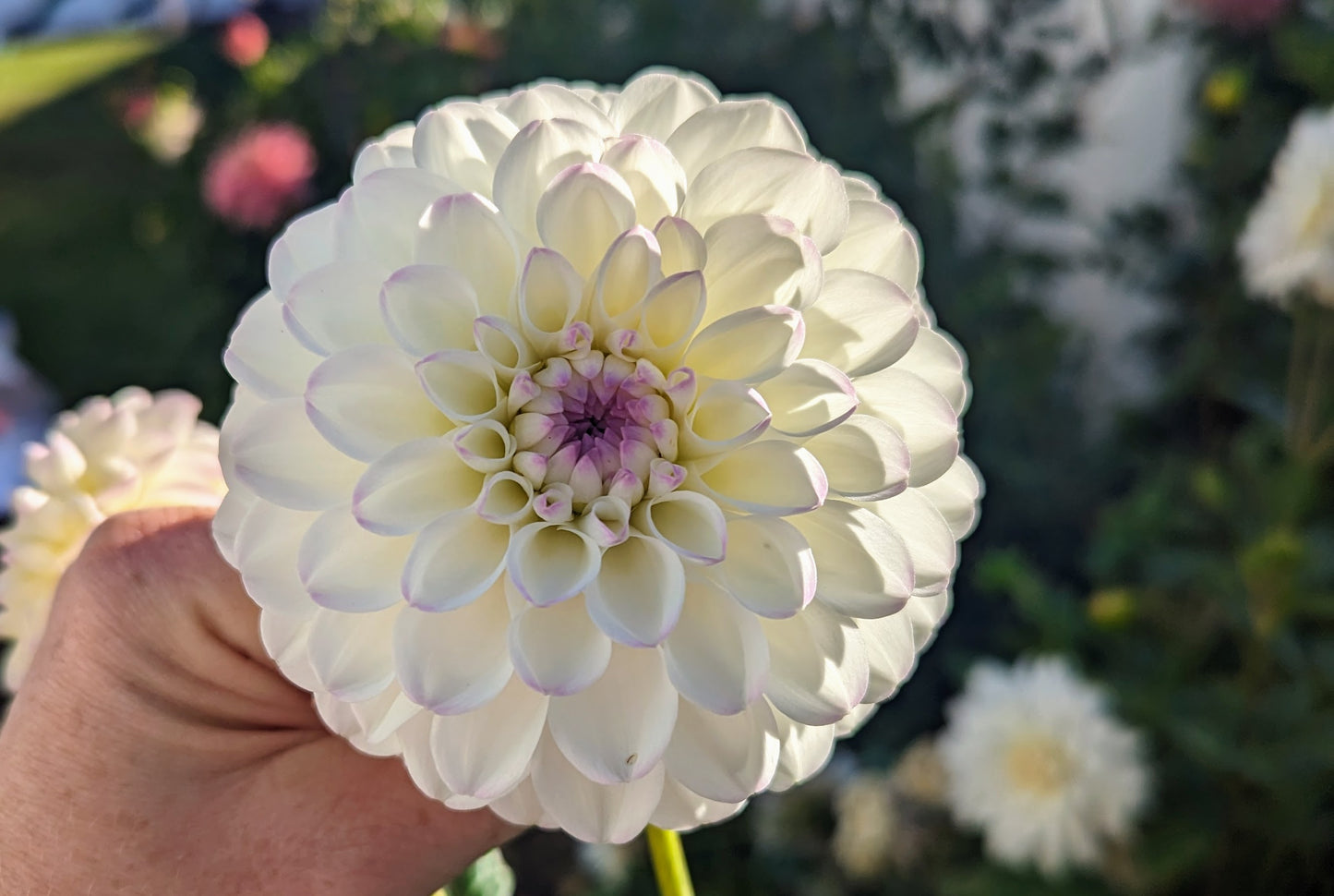 Gaylen Rose dahlia