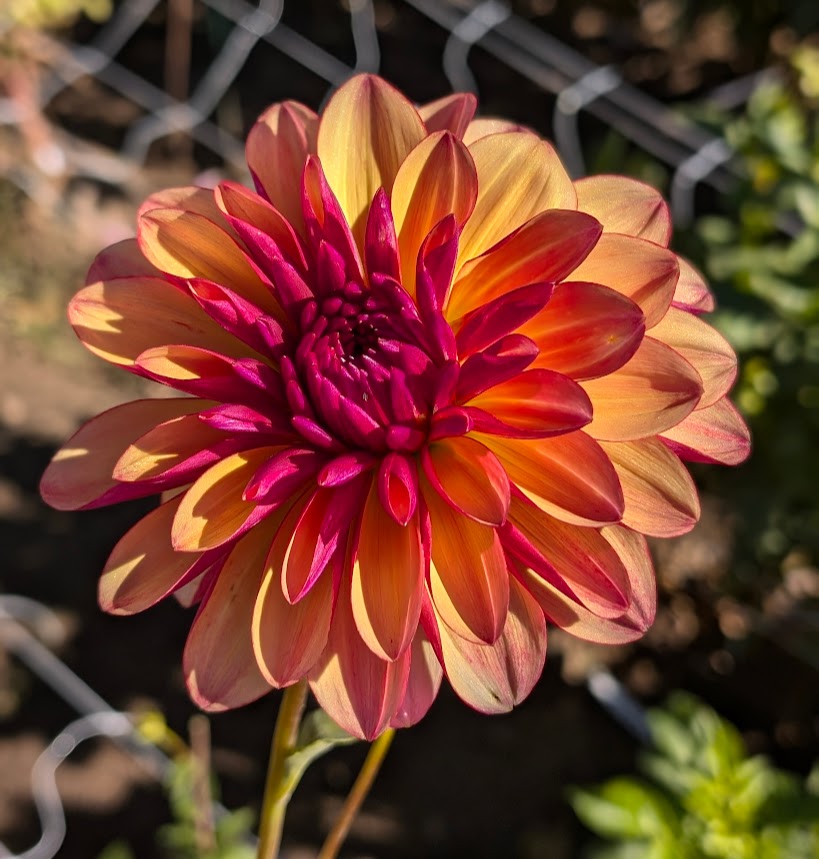 Gitts Crazy dahlia