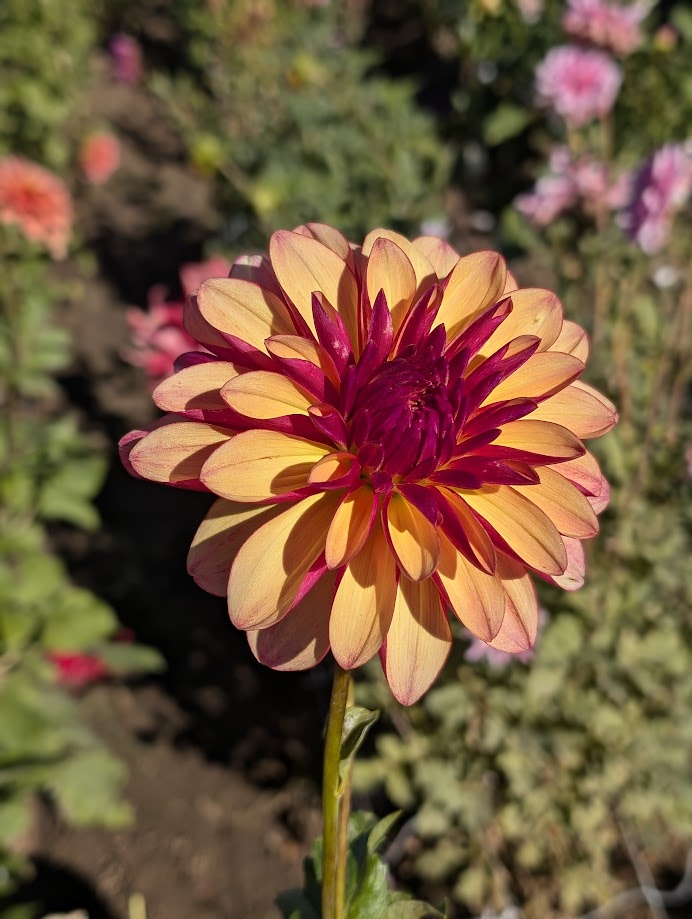 Gitts Crazy dahlia