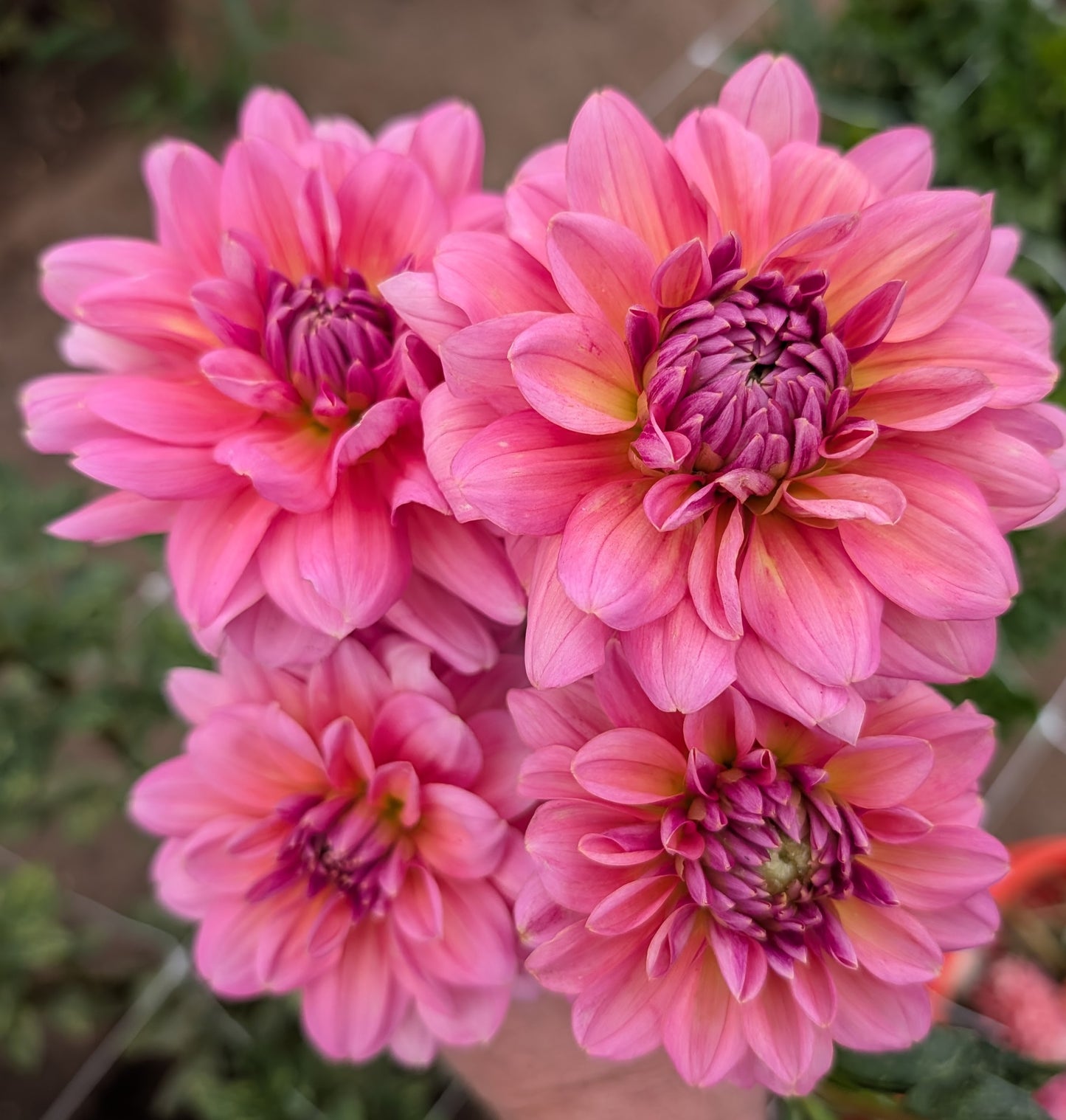 Great Silence dahlia