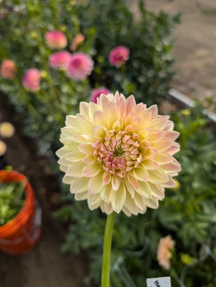 Hamilton Lillian dahlia