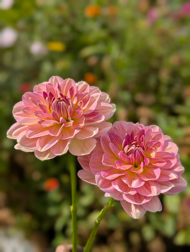 Hapet Old Charm dahlia tuber