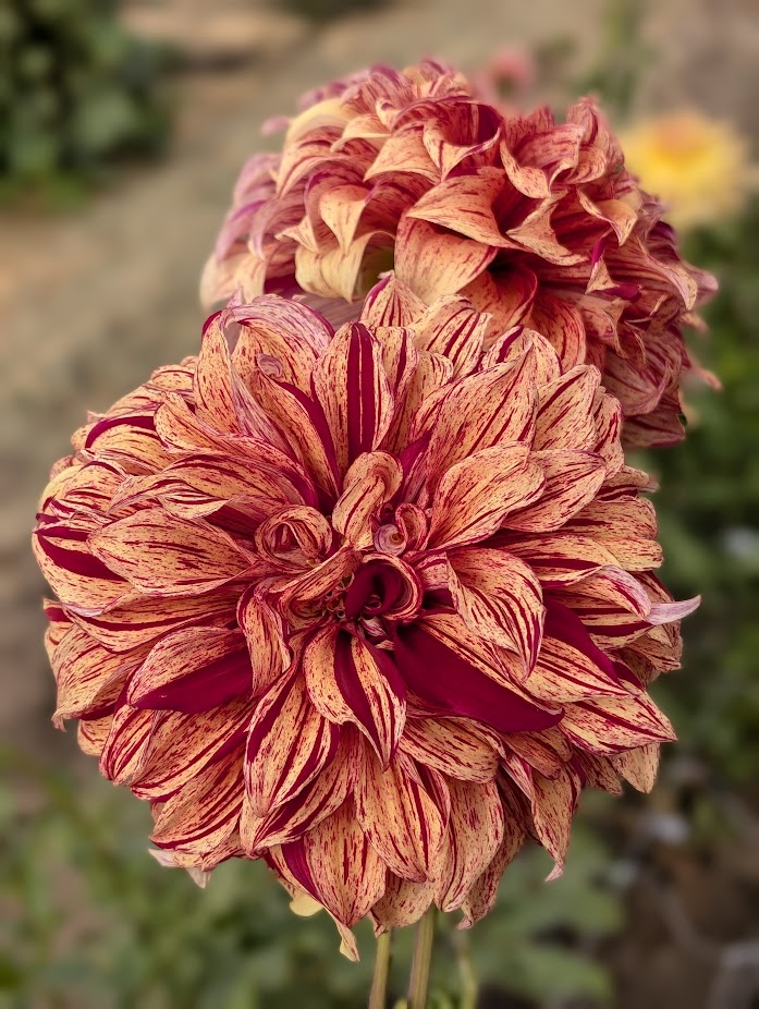 Harvey Koop dahlia