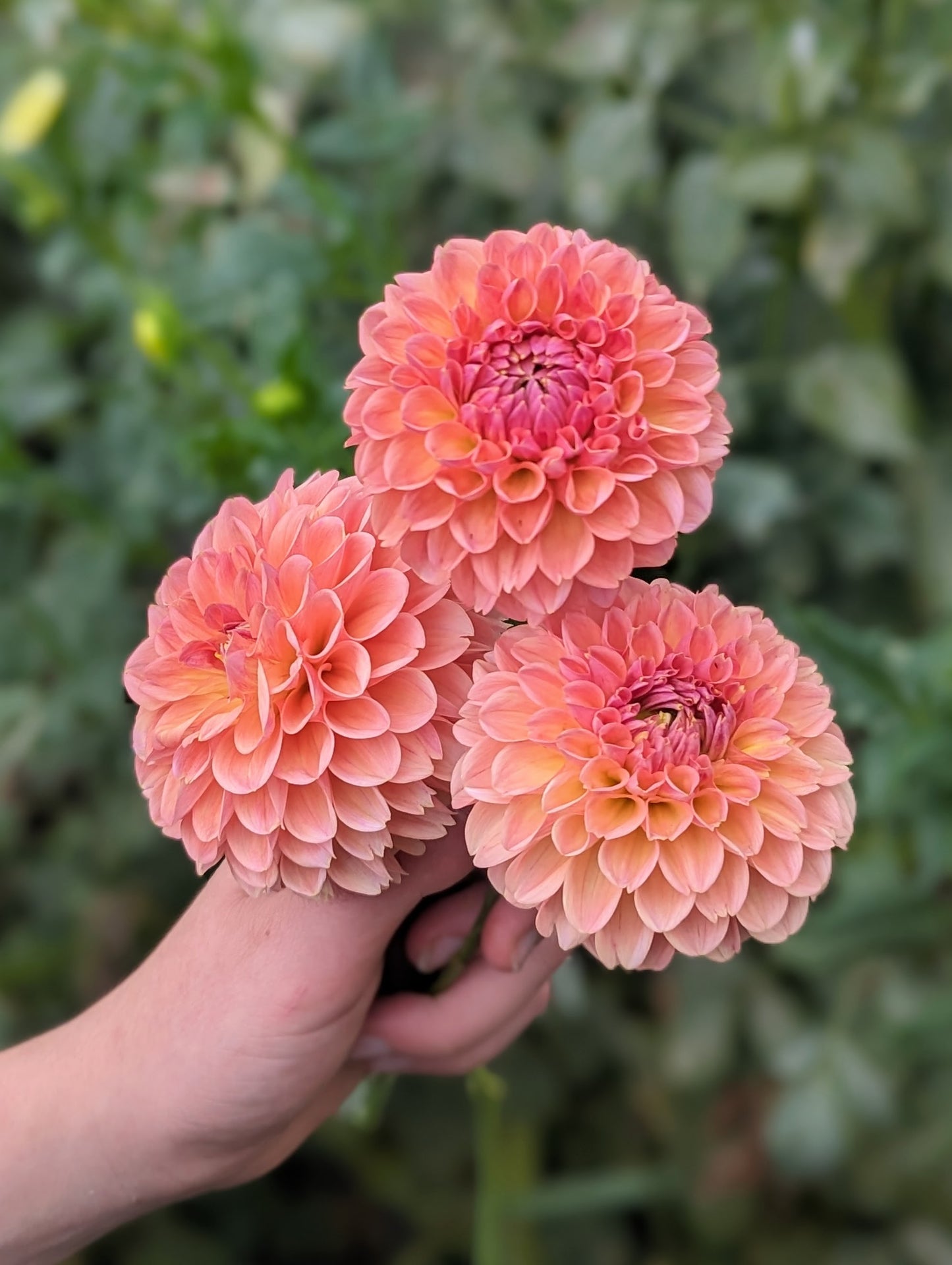 Hillcrest Suffusion dahlia