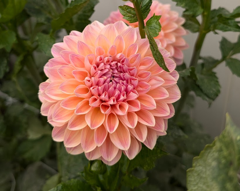 Honey Dew dahlia