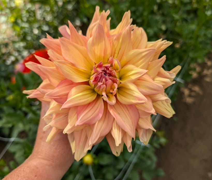 Honeymoon dahlia