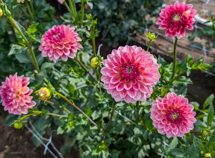 Jitterbug dahlia