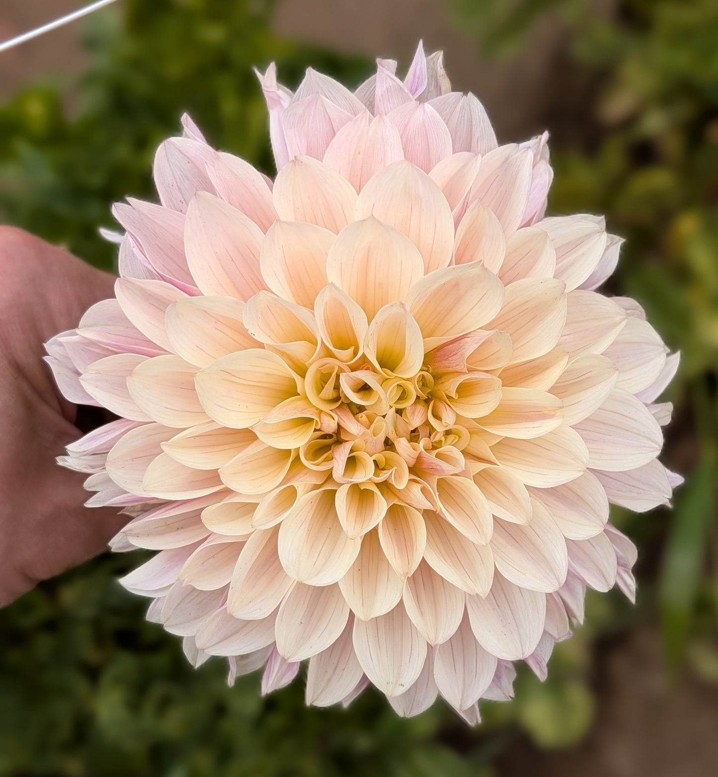 KA Penny Lane dahlia