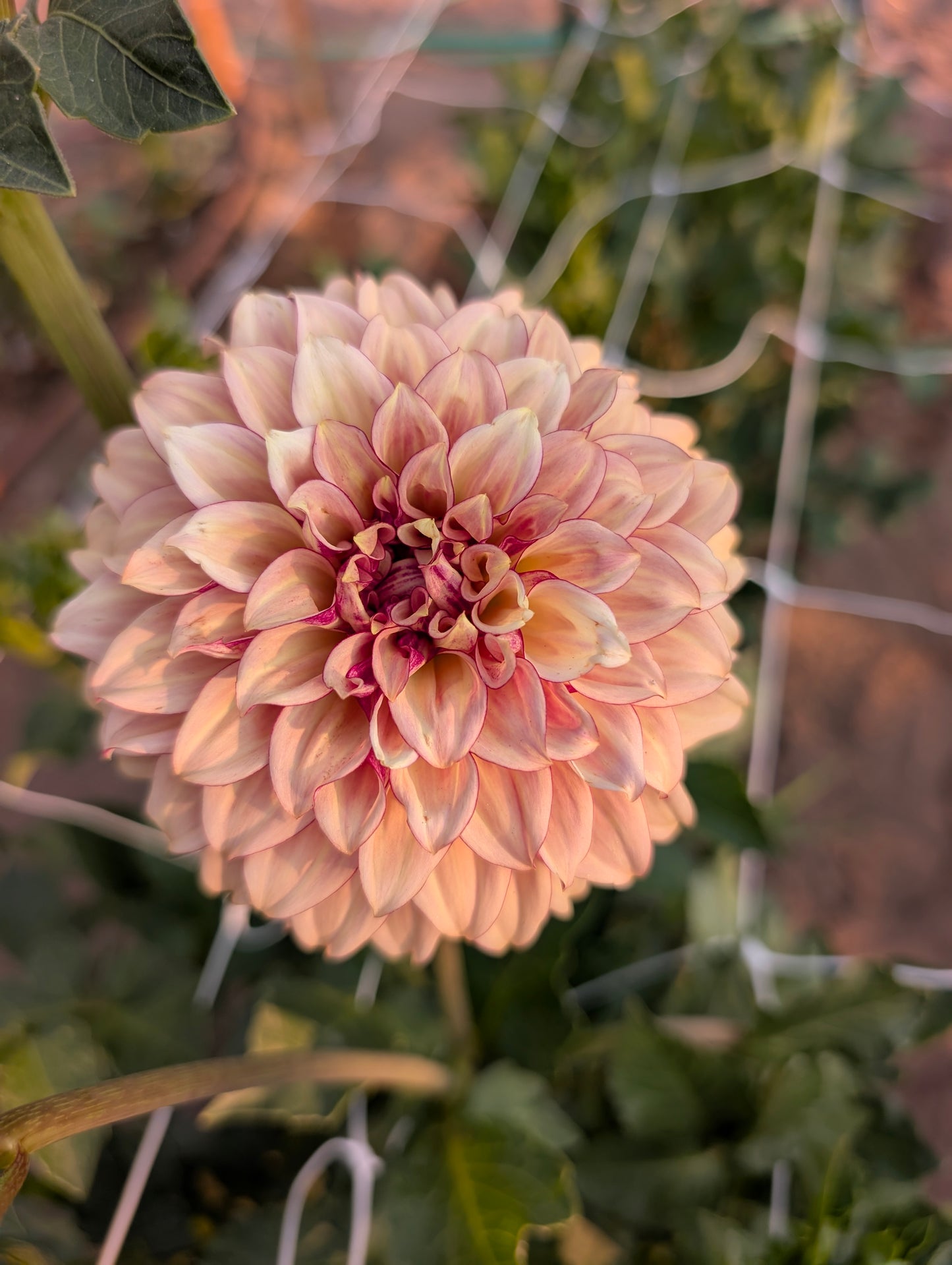 KA Creme Brulee dahlia