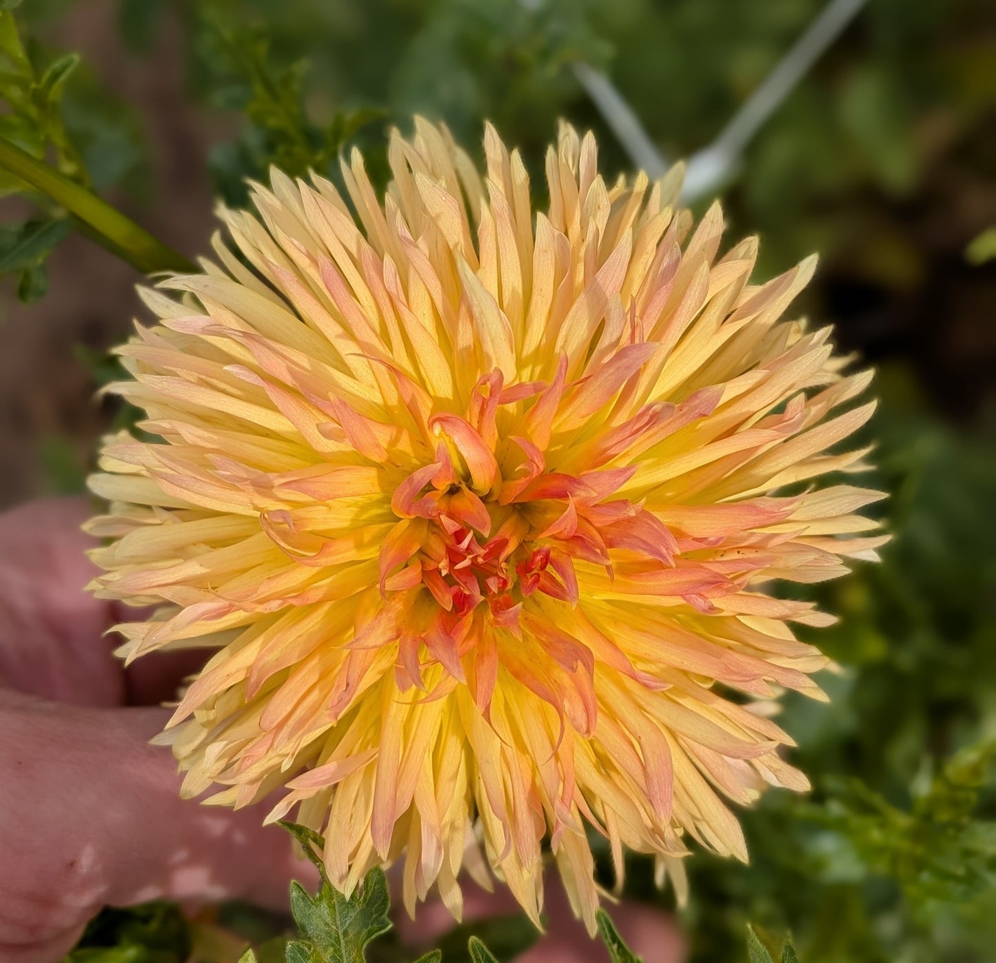 Kaiwera Gold dahlia