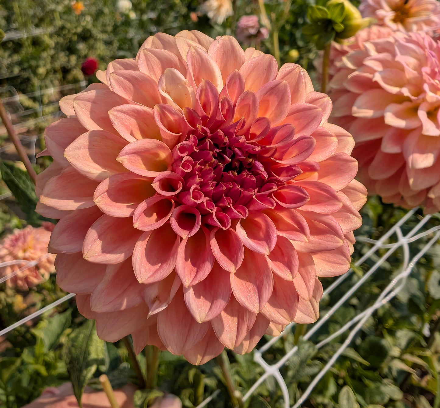 Levi's Blue Smoke dahlia