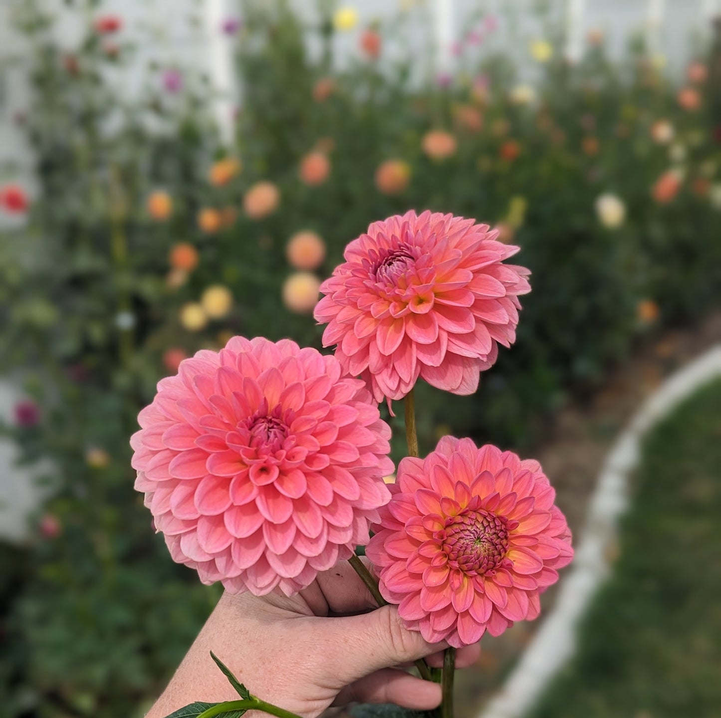 Linda's Baby dahlia
