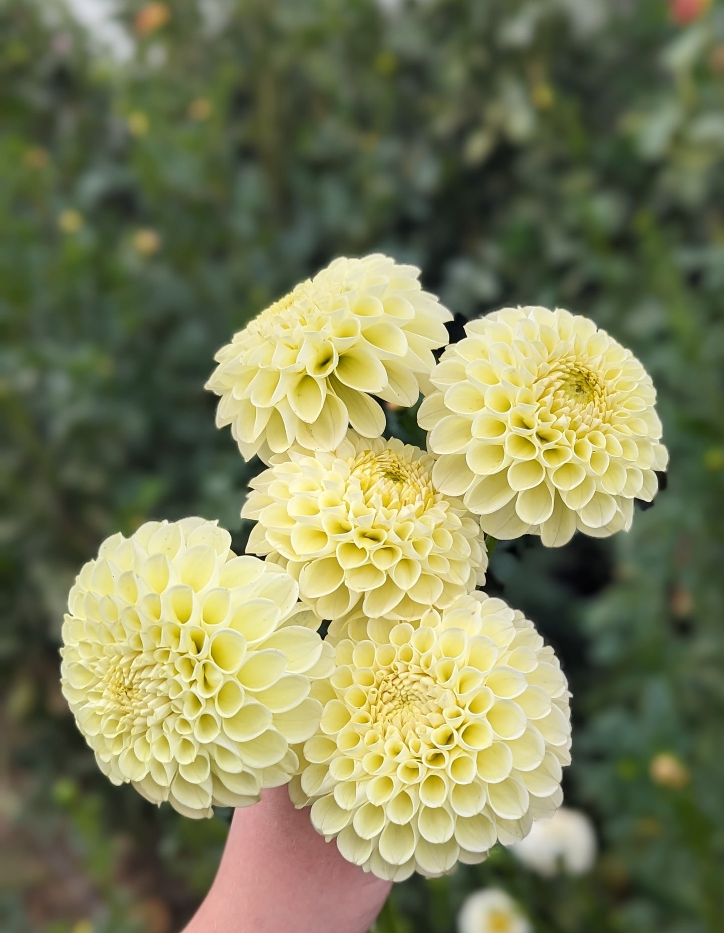 MM Buttercream dahlia