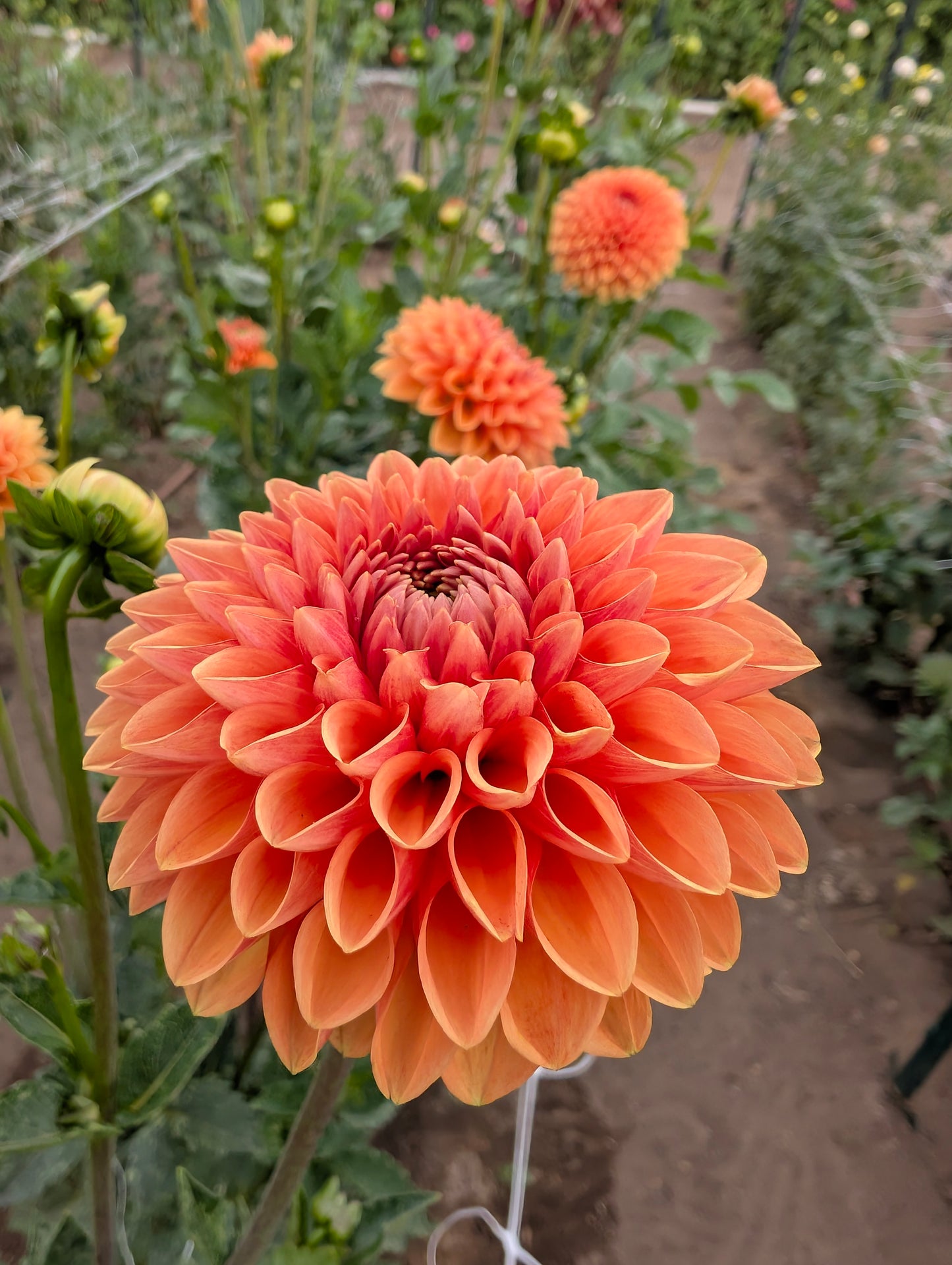 Maarn dahlia