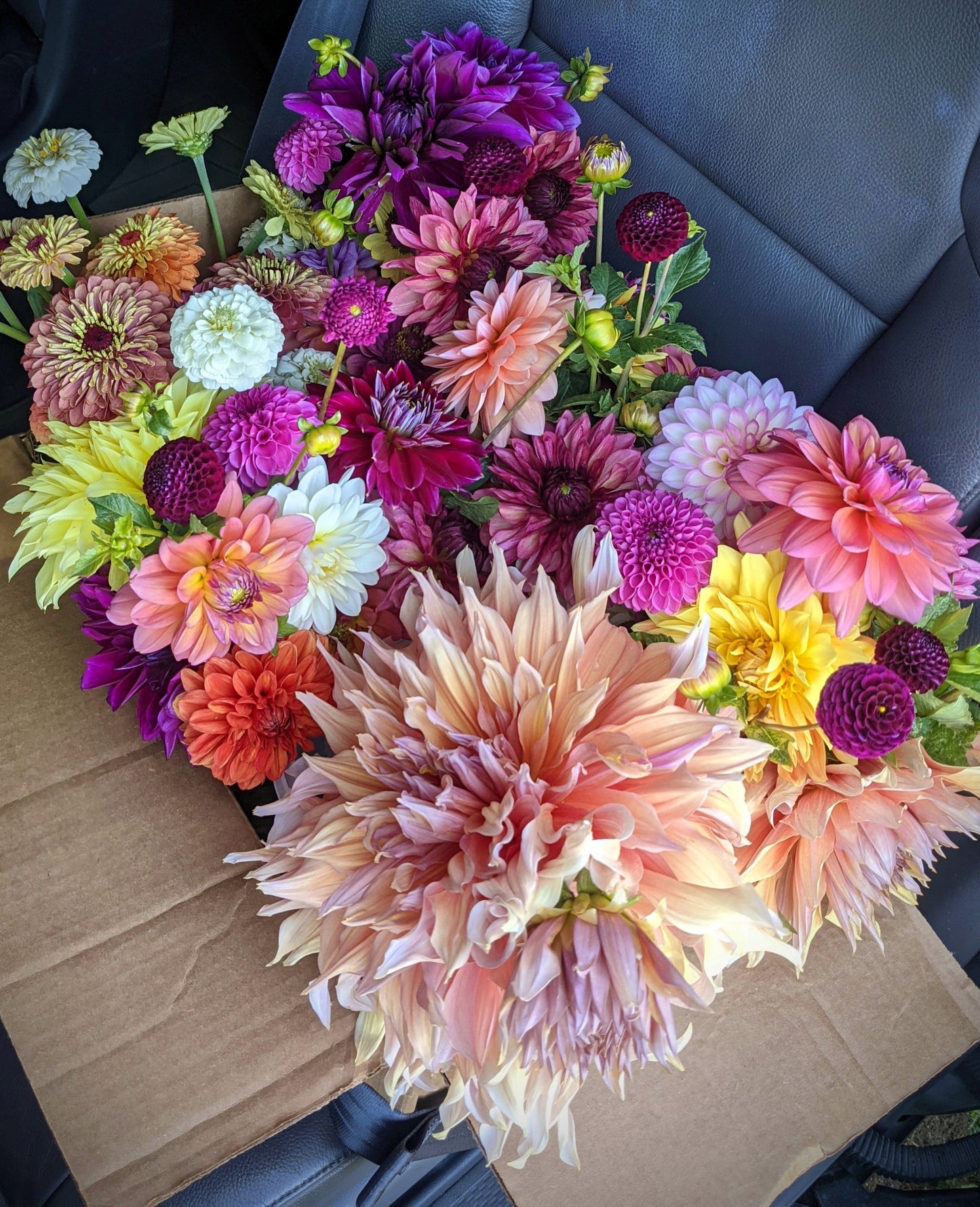 Mango Madness dahlia