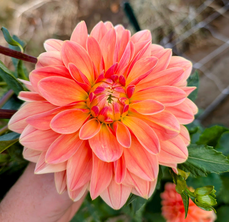 Mister Frans dahlia