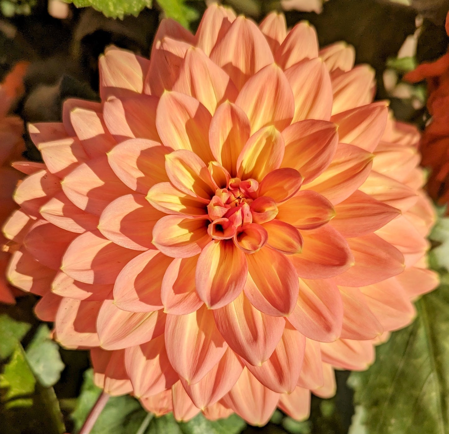 Nicholas dahlia