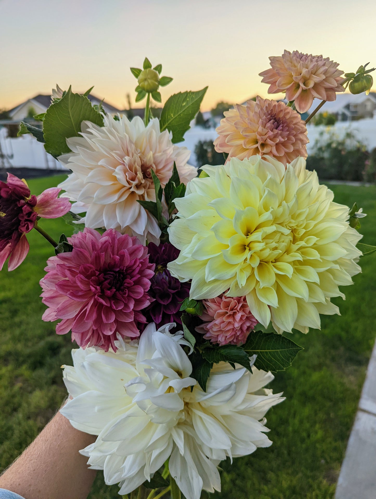 Bacardi dahlia