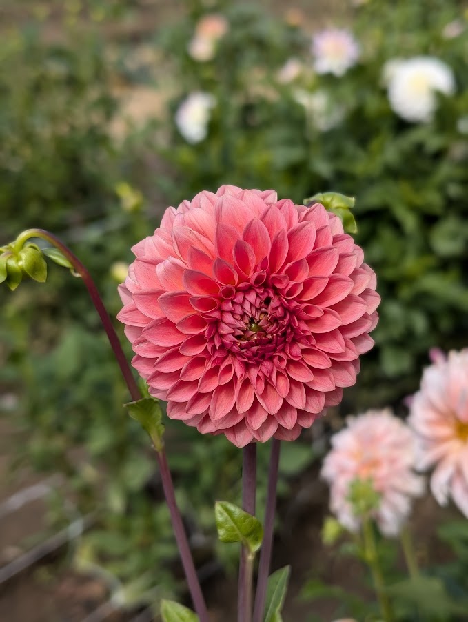 Parkland Tribute dahlia