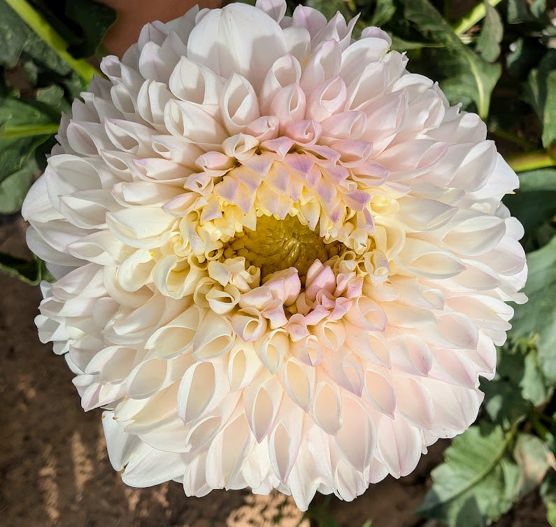 Pink Pearl dahlia