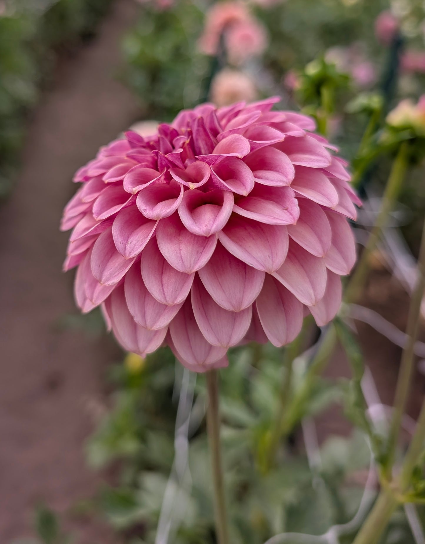 RM Mauvelous dahlia