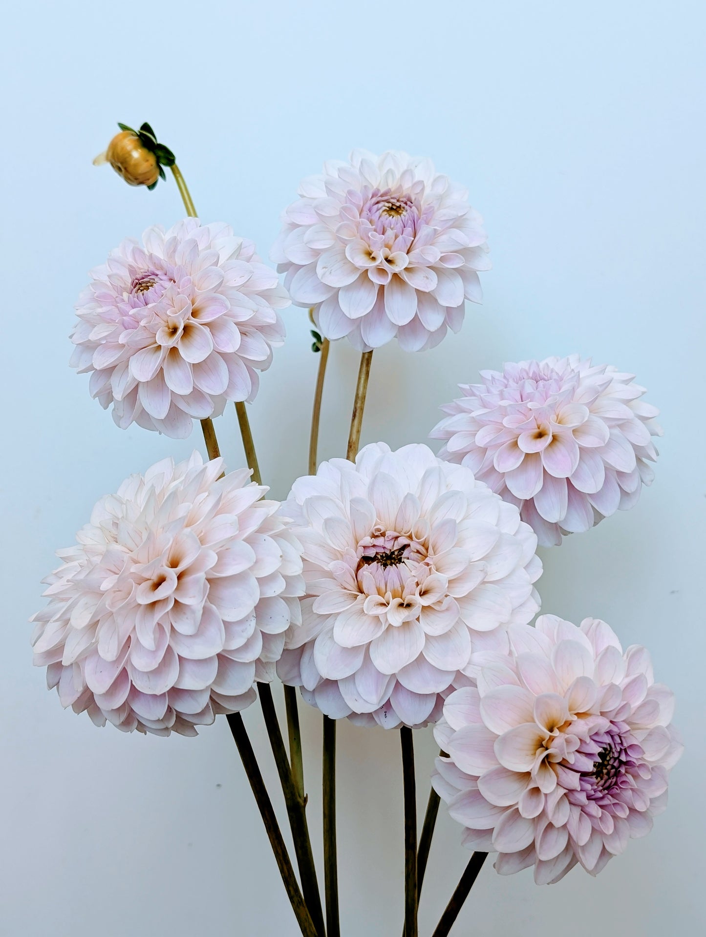 RM Hannah Joe dahlia