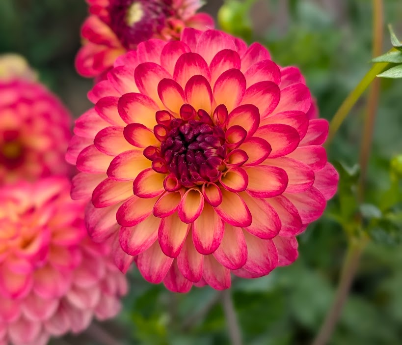 Raz-Ma-Taz dahlia
