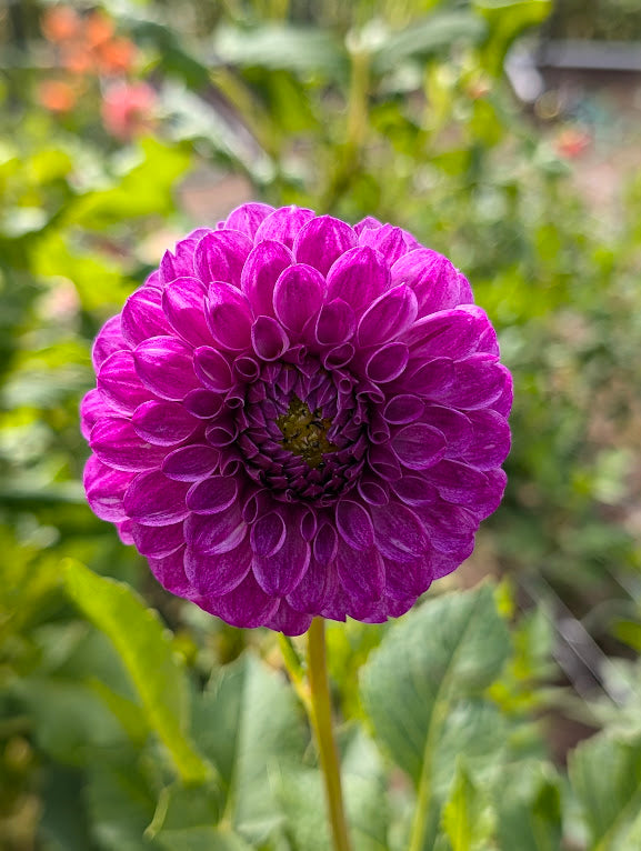 Robann Royal dahlia