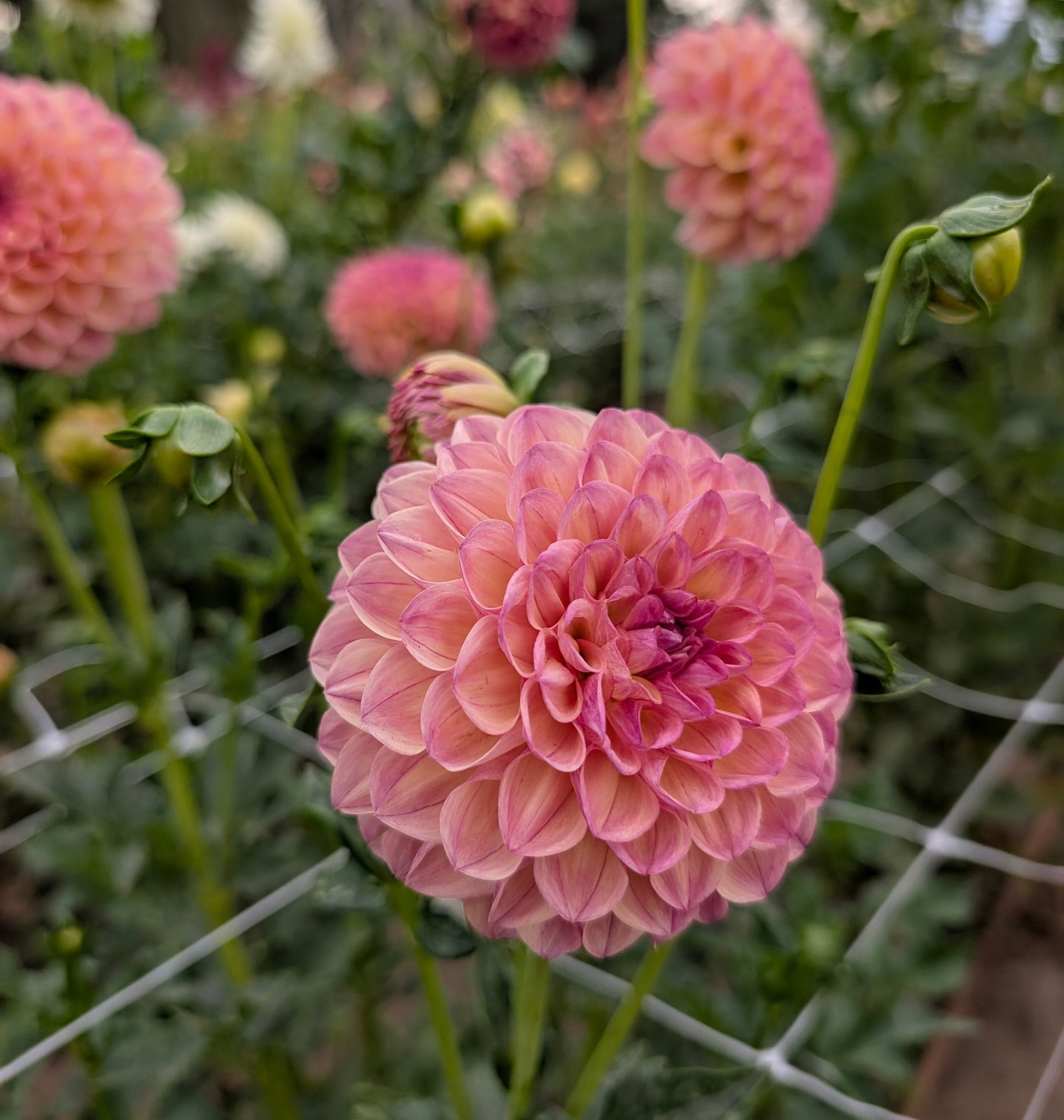 Robinhood dahlia