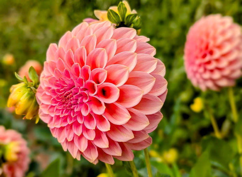 Rock Run Ashley dahlia