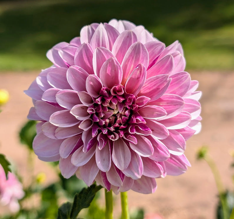 Salish Twilight Girl dahlia