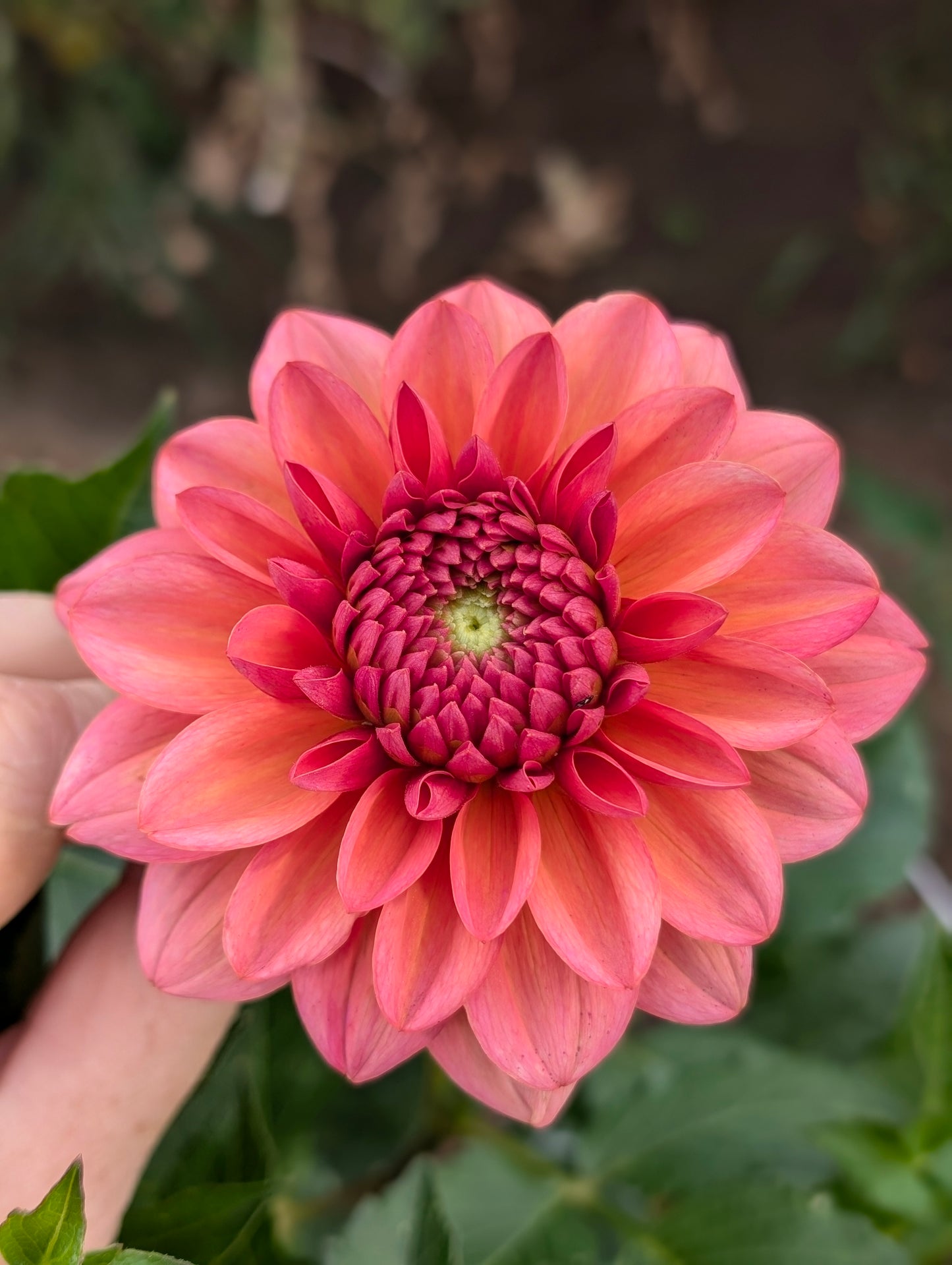 Salmon Runner dahlia