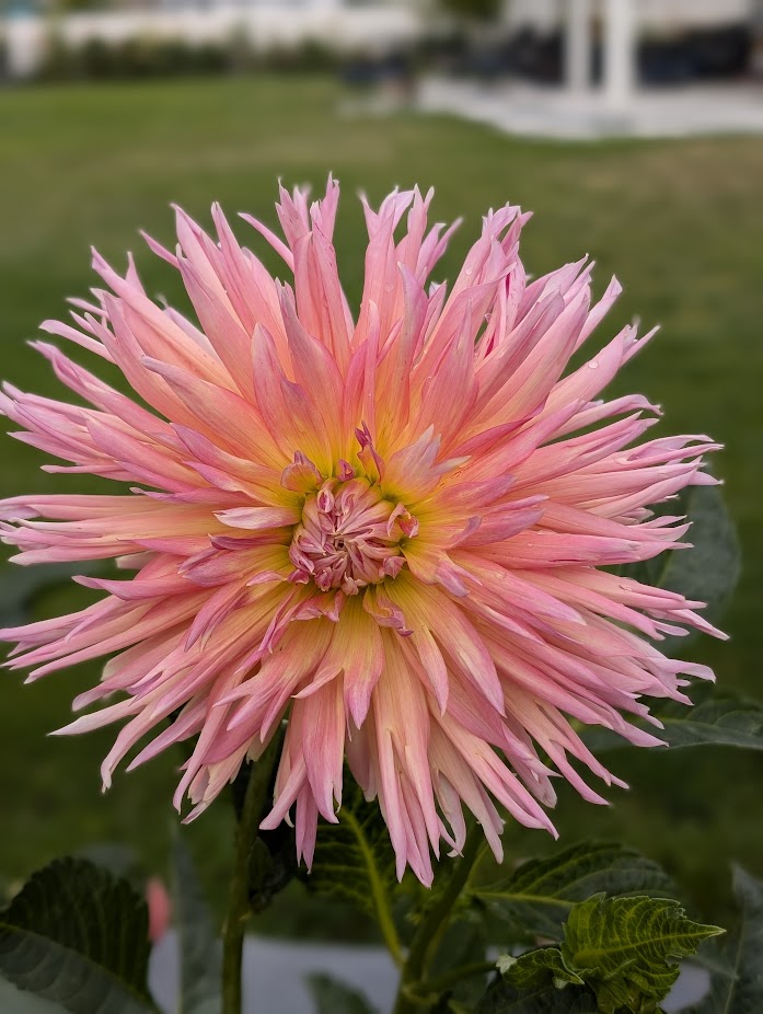 Shaggy Chic dahlia
